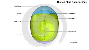 Human Skull Superior view